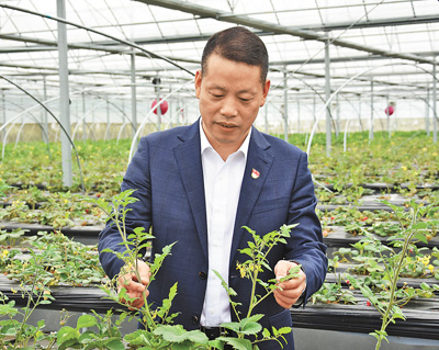傅平均在滕头村的立体草莓大棚察看草莓生长情况。